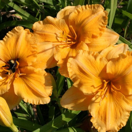 Oakes-Daylilies-Golden-Hibiscus-daylily-002