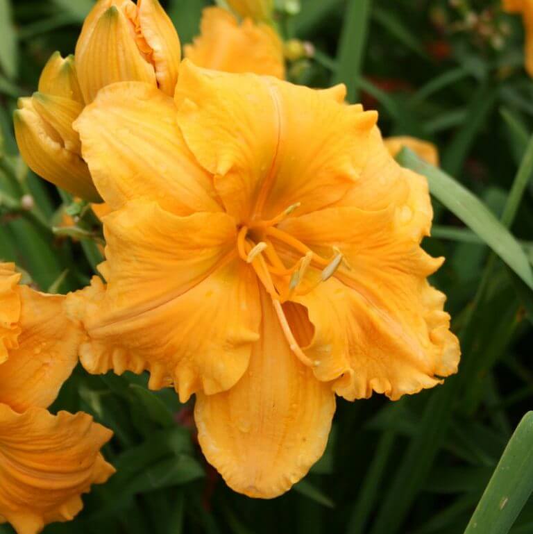 Golden Hibiscus Daylily - Oakes Daylilies