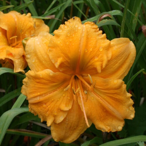 Oakes-Daylilies-Golden-Hibiscus-daylily-004