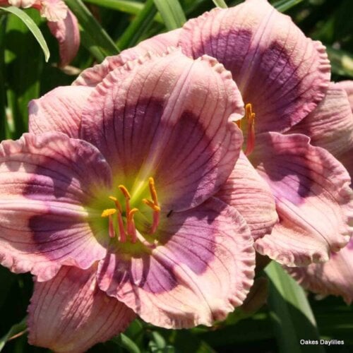 Oakes-Daylilies-Hazel's-Stitchery-daylily-004