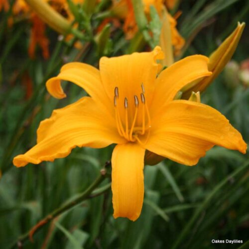 Oakes-Daylilies-Jersey-Spider-daylily-001