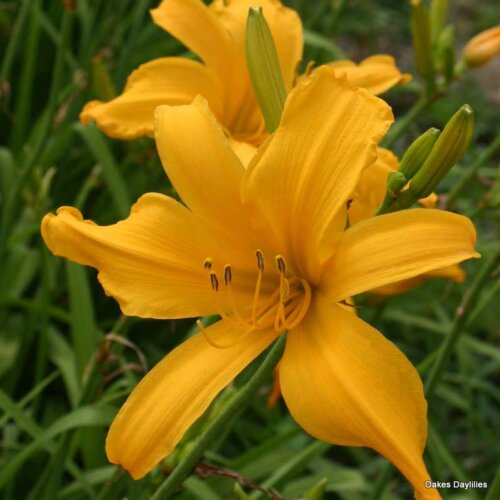 Oakes-Daylilies-Jersey-Spider-daylily
