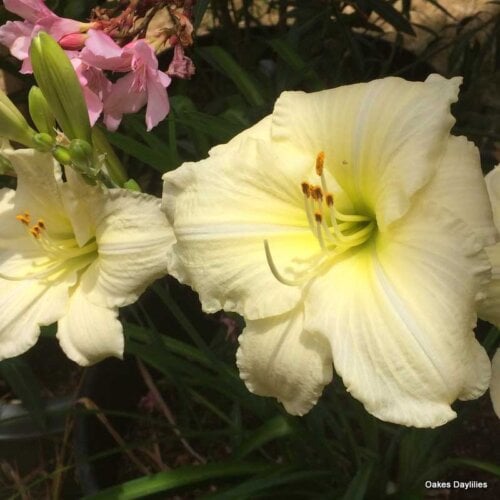 Oakes-Daylilies-Joan-Senior-daylily-007