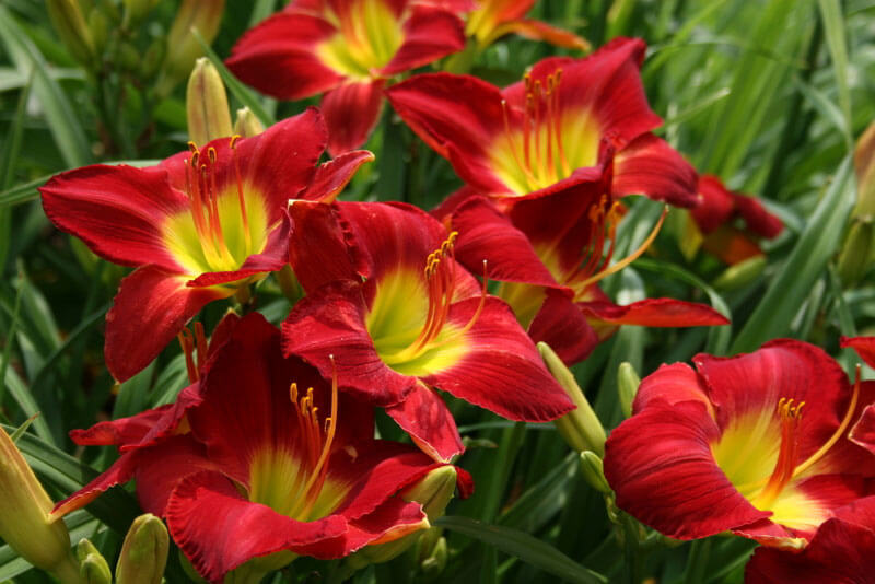 Lady Scarlet | Outstanding Red Rebloomer | Oakes Daylilies