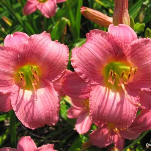 Oakes-Daylilies-Little-Fantastic-002