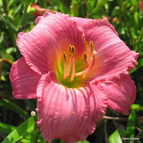 Oakes-Daylilies-Little-Fantastic-003