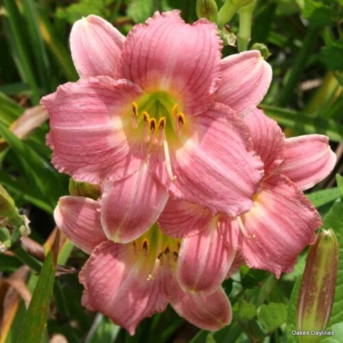 Oakes-Daylilies-Little-Fantastic