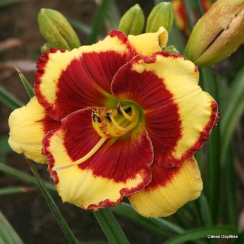 Oakes-Daylilies-Paco-Bell-001