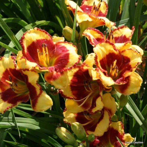 Oakes-Daylilies-Paco-Bell-002