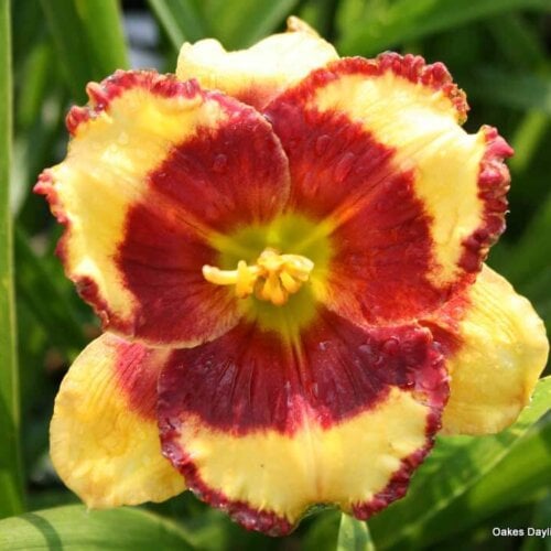 Oakes-Daylilies-Paco-Bell-003