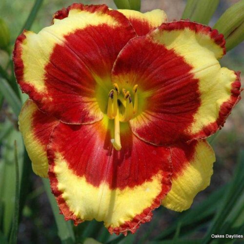 Oakes-Daylilies-Paco-Bell-004