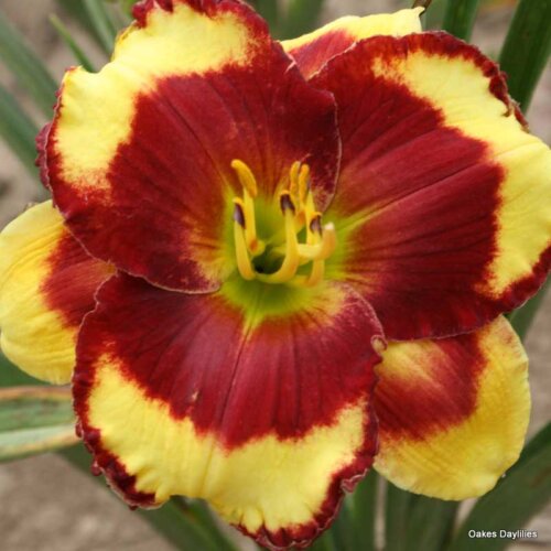 Oakes-Daylilies-Paco-Bell