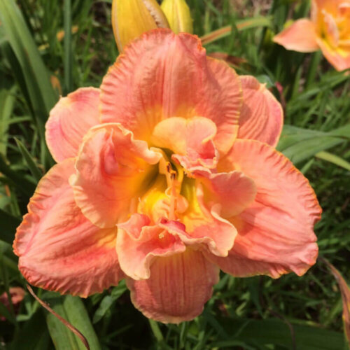Oakes-Daylilies-Ring-Of-Honor-daylily-002