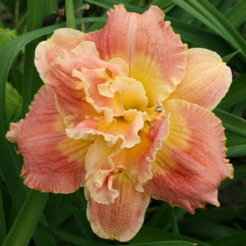 Oakes-Daylilies-Ring-Of-Honor-daylily-003