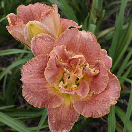 Oakes-Daylilies-Ring-Of-Honor-daylily-004