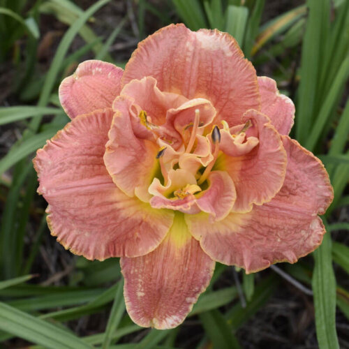 Oakes-Daylilies-Ring-Of-Honor-daylily-005