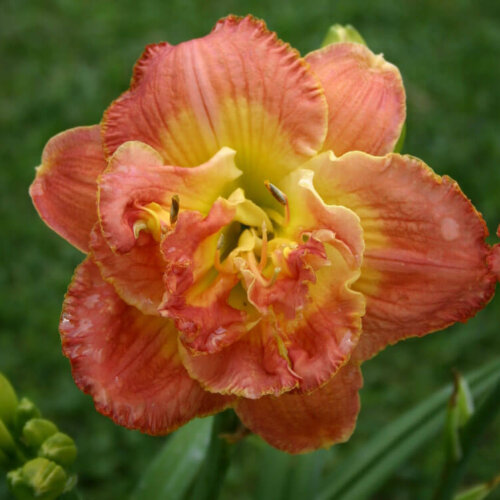 Oakes-Daylilies-Ring-Of-Honor-daylily
