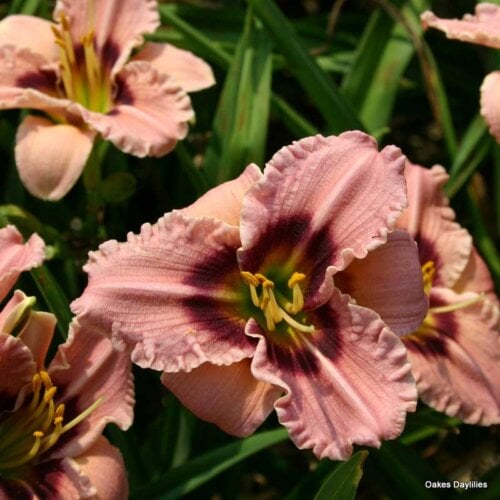 Oakes-Daylilies-Siloam-Merle-Kent-daylily-004