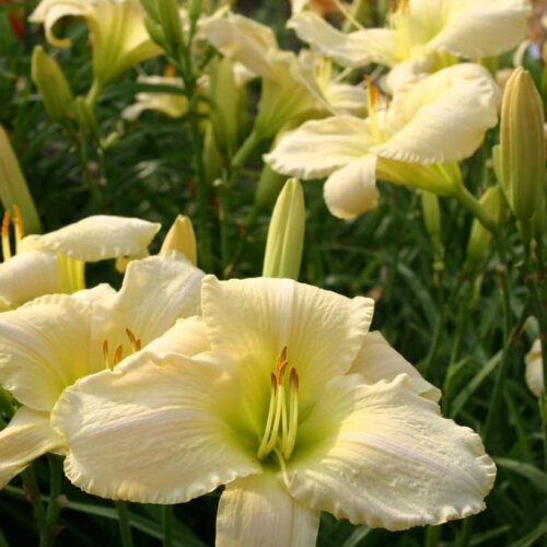 Oakes-Daylilies-Snowy-Apparition-daylily-001