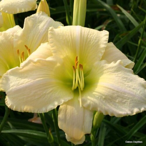 Oakes-Daylilies-Snowy-Apparition-daylily-002