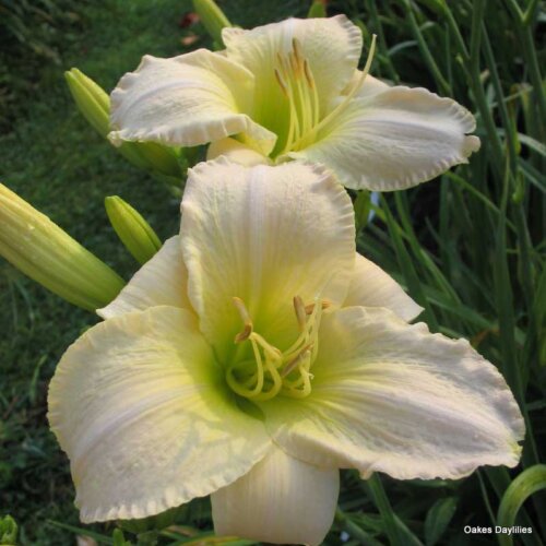 Oakes-Daylilies-Snowy-Apparition-daylily-003