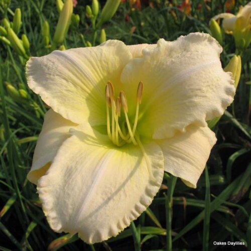 Oakes-Daylilies-Snowy-Apparition-daylily-004