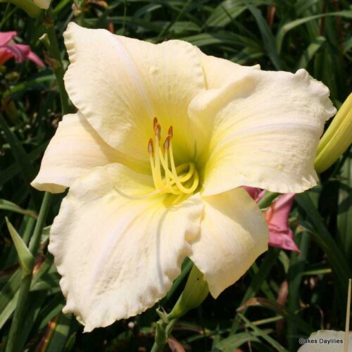 Oakes-Daylilies-Snowy-Apparition-daylily