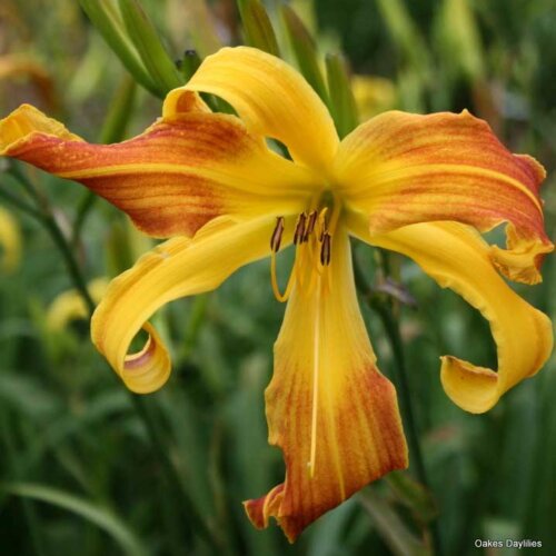 Oakes-Daylilies-Spindazzle-daylily-001
