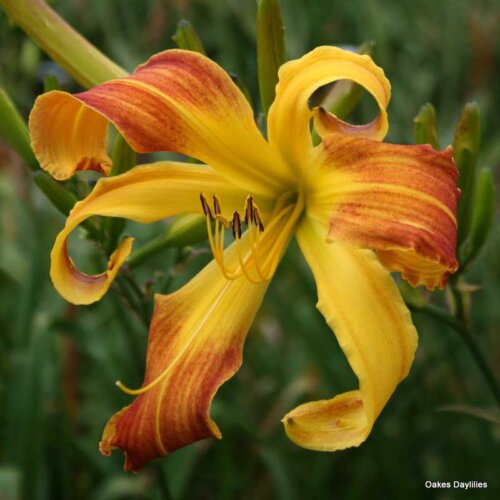 Oakes-Daylilies-Spindazzle-daylily-002