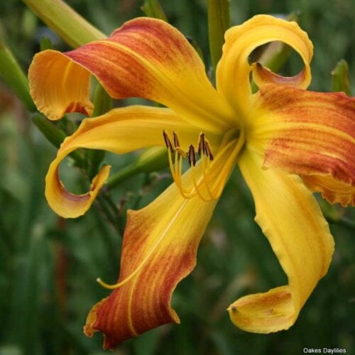 Oakes-Daylilies-Spindazzle-daylily-003