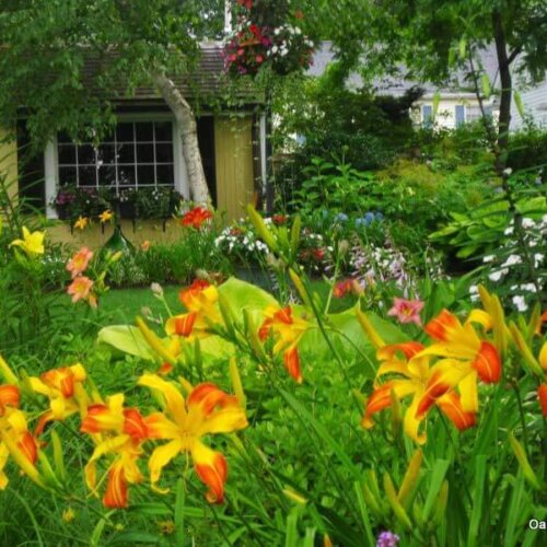 Oakes-Daylilies-Spindazzle-daylily-004