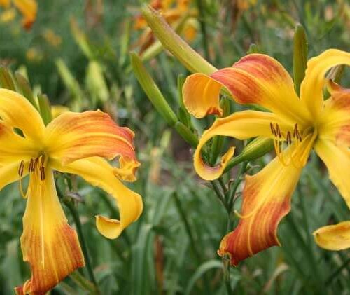 Oakes-Daylilies-Spindazzle-daylily