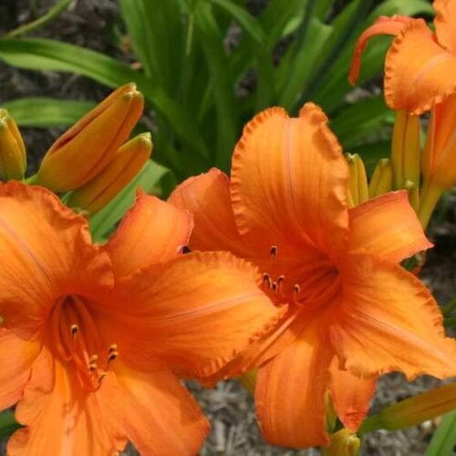 Oakes-Daylilies-Super-Coral-daylily-004