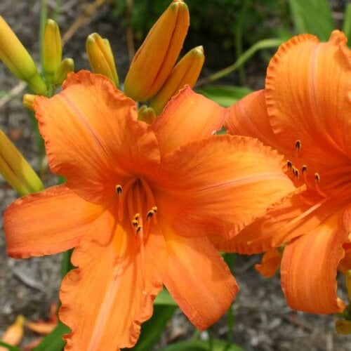 Oakes-Daylilies-Super-Coral-daylily-005