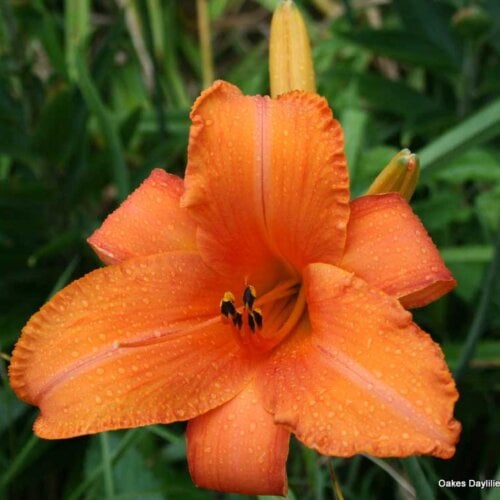 Oakes-Daylilies-Super-Coral-daylily