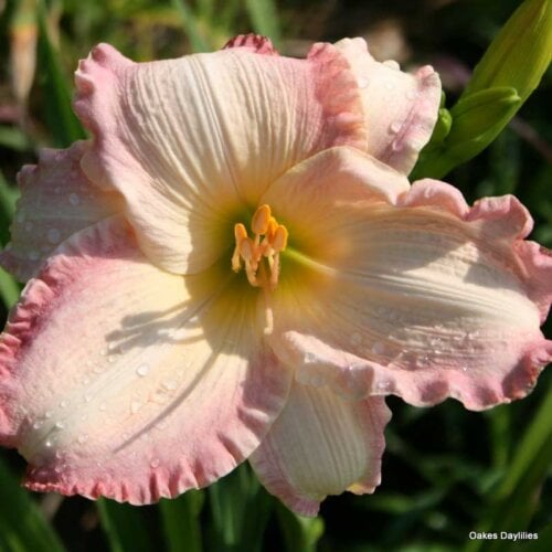 Oakes-Daylilies-Susan-Weber-daylily-001
