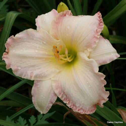 Oakes-Daylilies-Susan-Weber-daylily-002