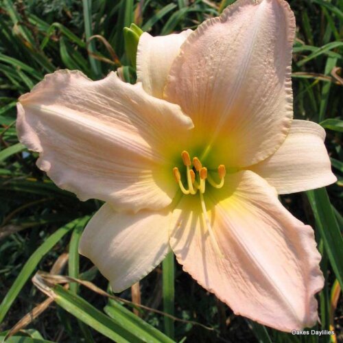 Oakes-Daylilies-Tender-Love-daylily-001