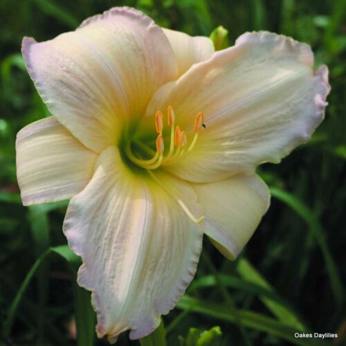 Oakes-Daylilies-Tender-Love-daylily