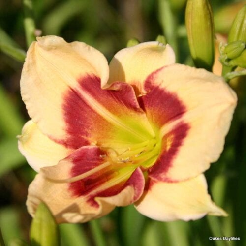 Oakes-Daylilies-Todd-Monroe-daylily-002