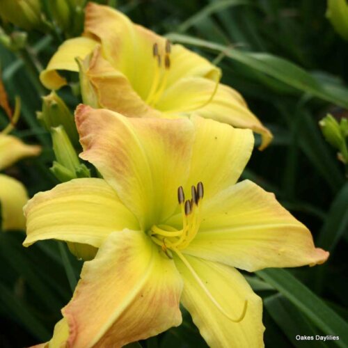 Oakes-Daylilies-Valley-Monster-daylily-001