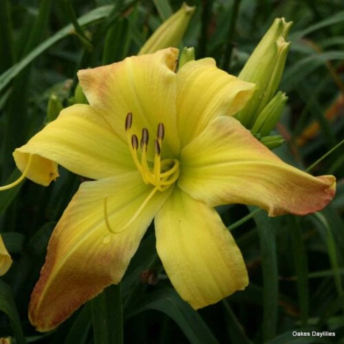 Oakes-Daylilies-Valley-Monster-daylily-002