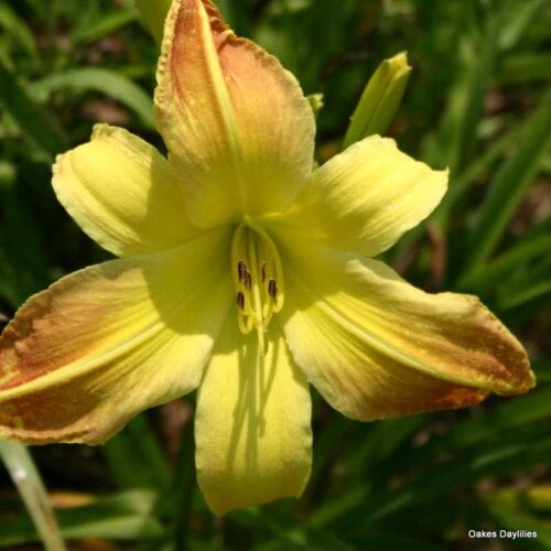 Oakes-Daylilies-Valley-Monster-daylily-003