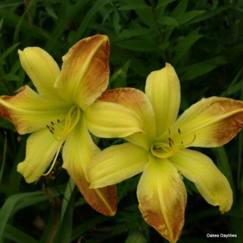 Oakes-Daylilies-Valley-Monster-daylily-004