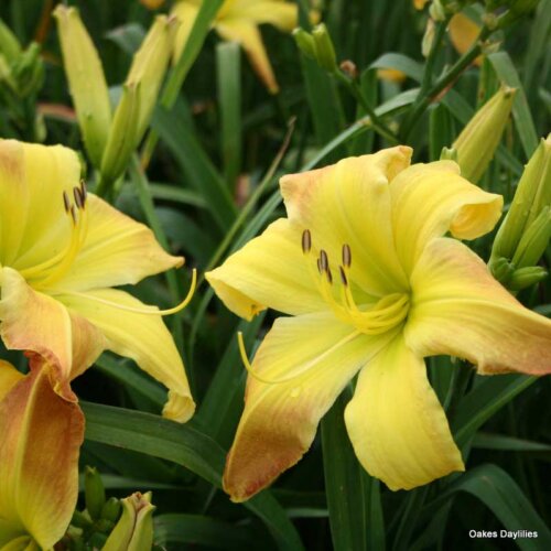 Oakes-Daylilies-Valley-Monster-daylily