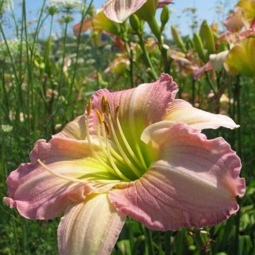 Oakes-Daylilies-Victorian-Princess-daylily-002