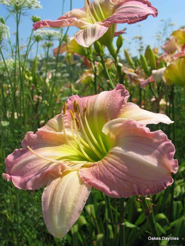 Victorian Princess Daylily | Profuse Blooms | Oakes Daylilies