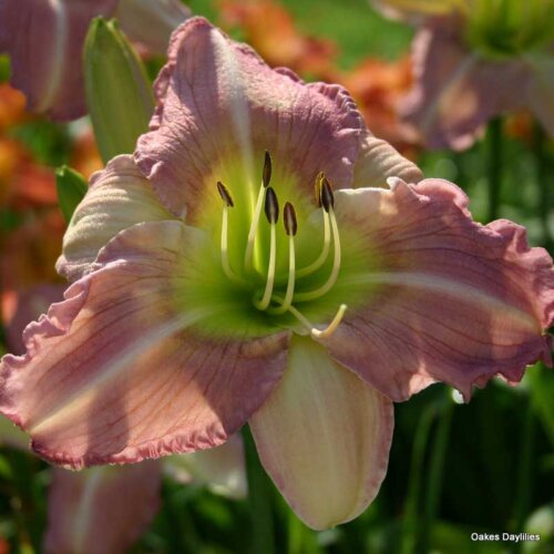 Oakes-Daylilies-Victorian-Princess-daylily-007