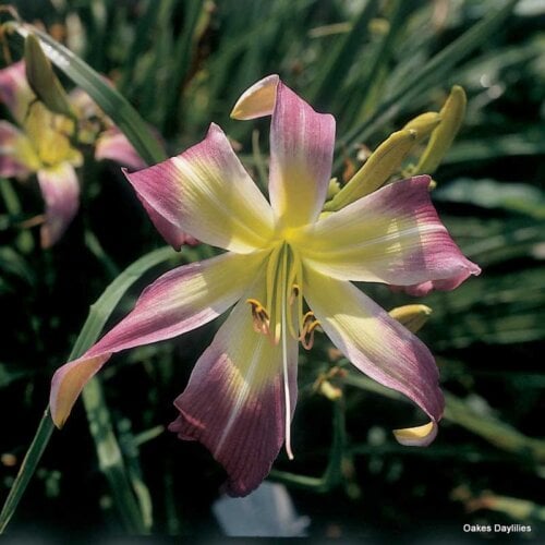Oakes-Daylilies-Wilson-Spider-daylily-001