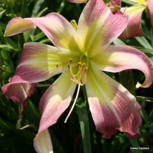Oakes-Daylilies-Wilson-Spider-daylily-002